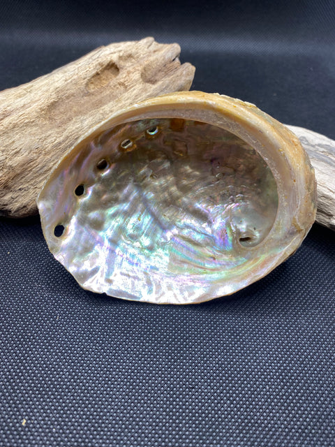 Abalone